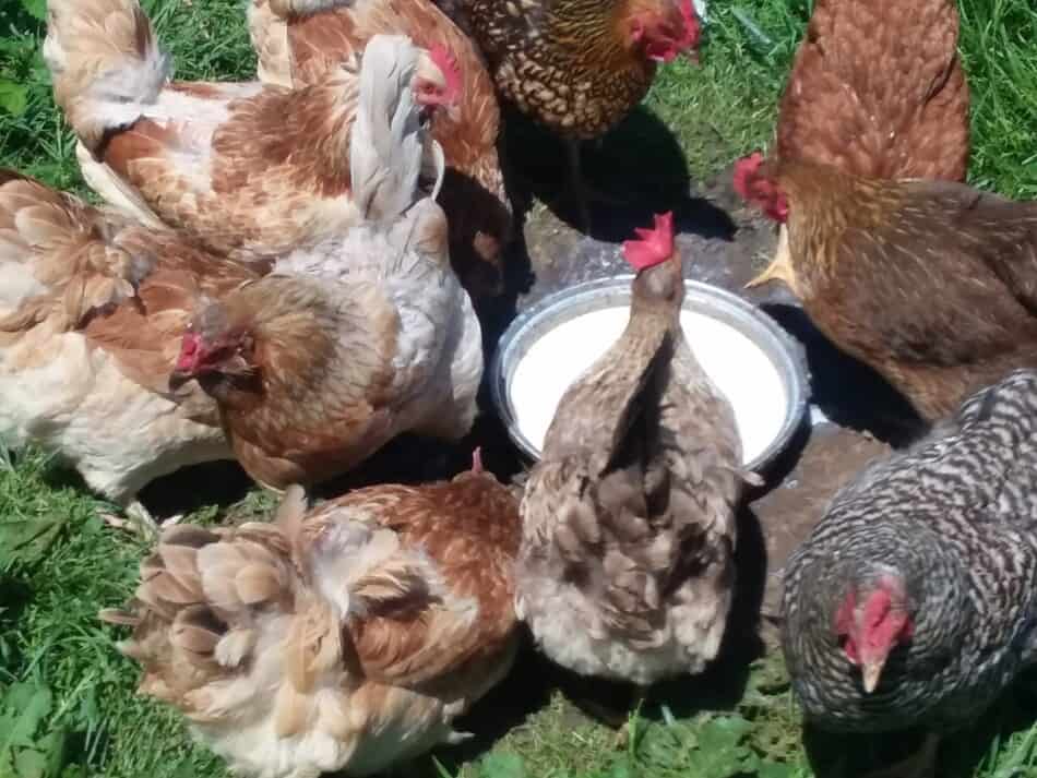 chickens interested in a pan of milk