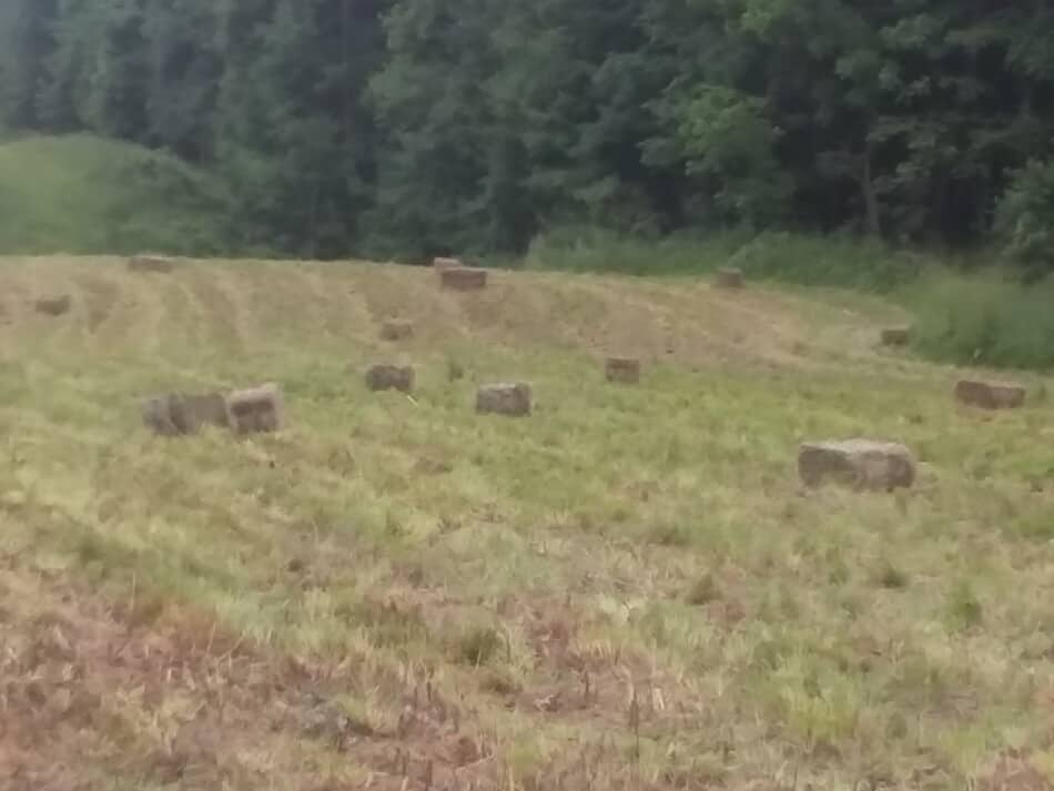 small square bales in a field, baled and ready to be picked up
