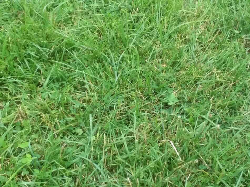 close up of grass and clover