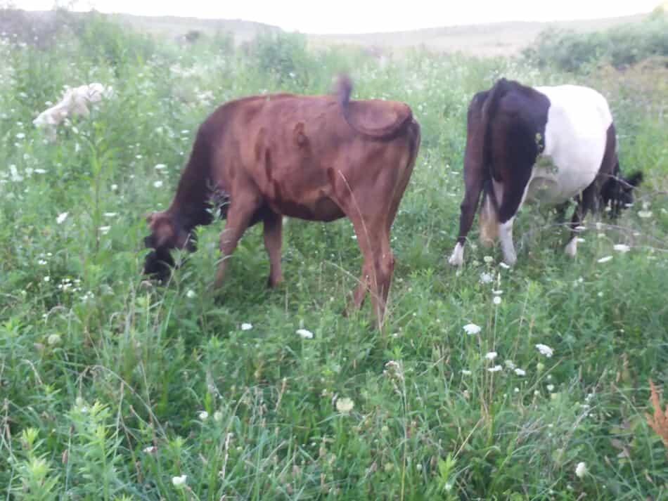 two cattle on pasture