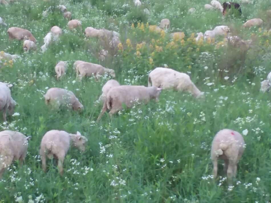 ewes with lambs in a summer pasture