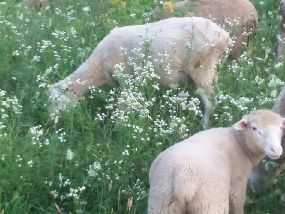 sheep on pasture, ewes with older lambs