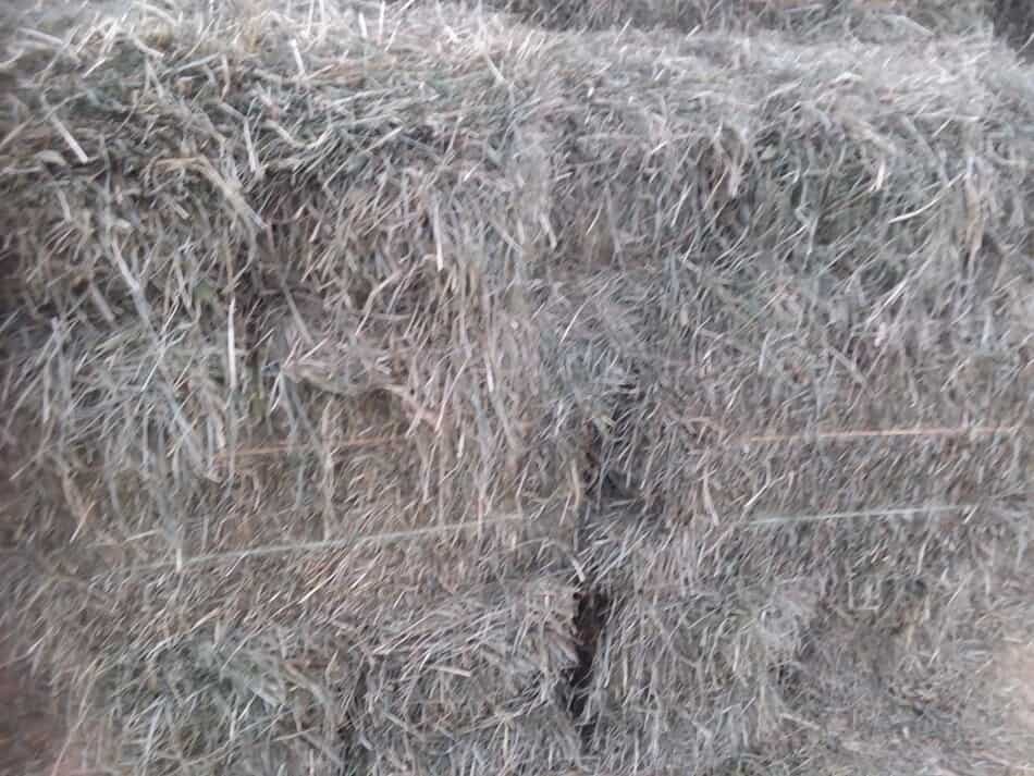 hay for sale at an auction