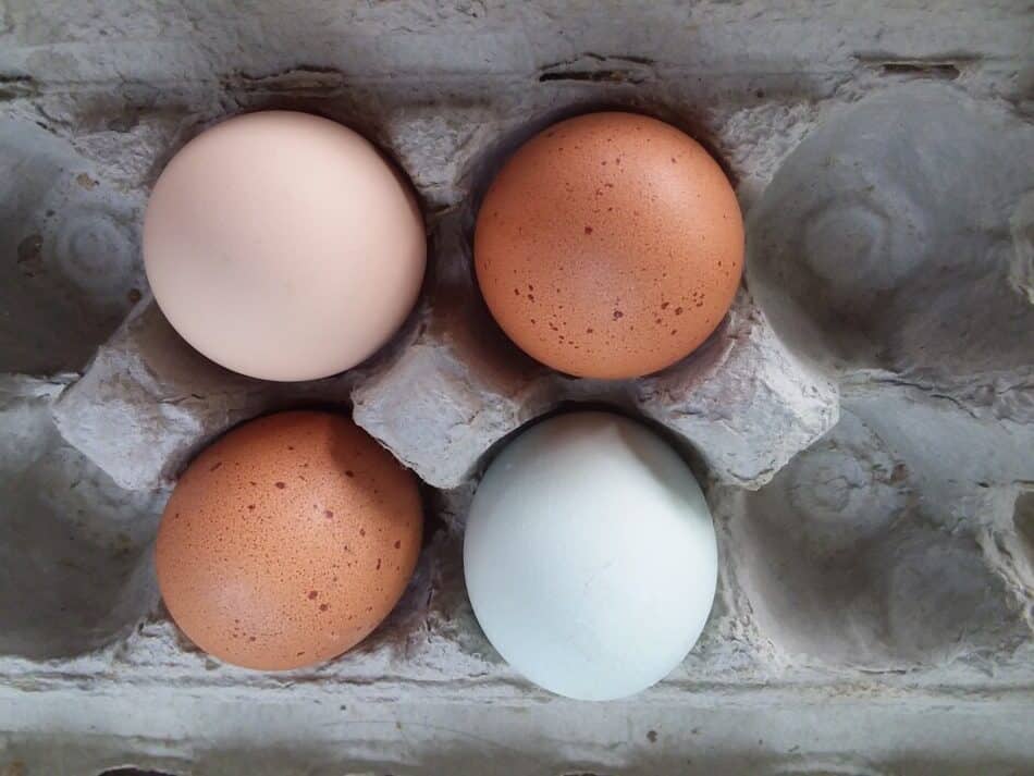 eggs in a carton, brown, tan and bluish green shell colors