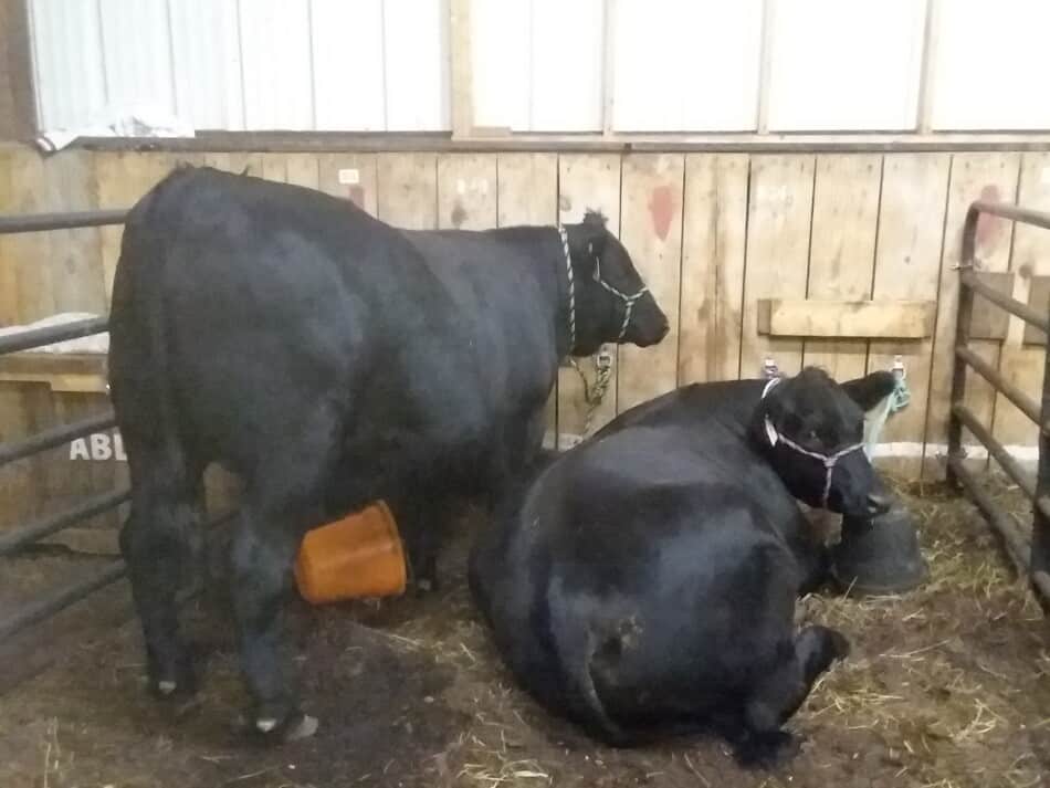 two black market steers at the fair