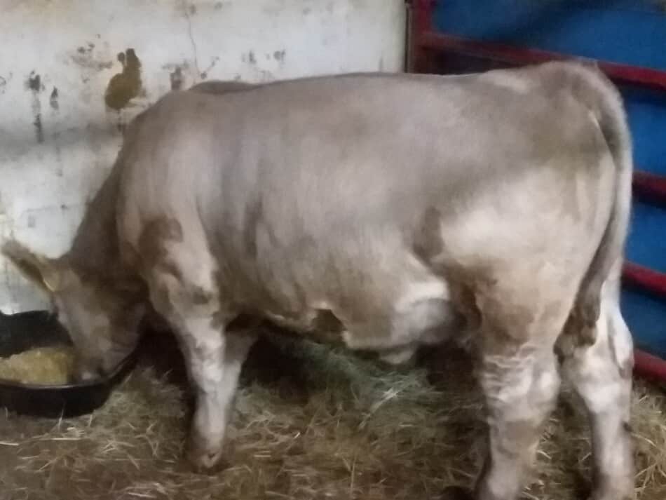 beef calf eating grain from a pan