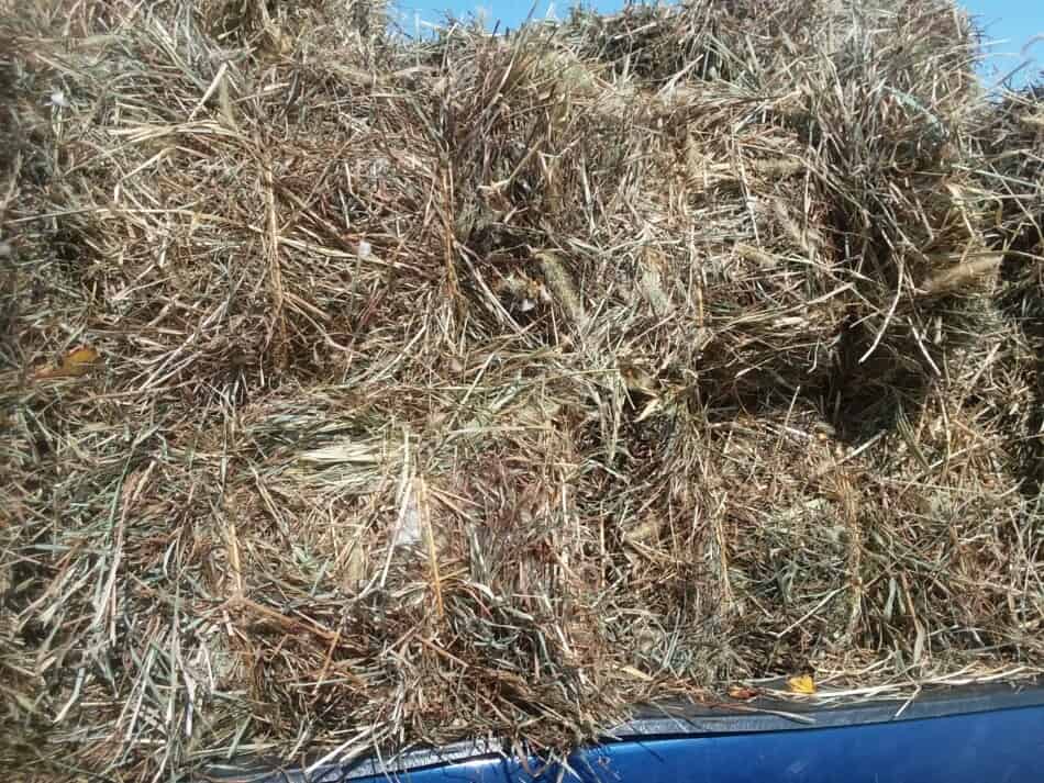 newly baled mixed grass hay in a pickup truck