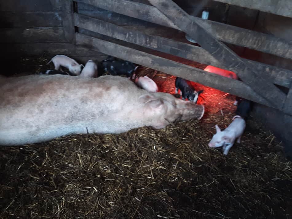 blue butt sow with newborn piglets in natural farrowing box stall