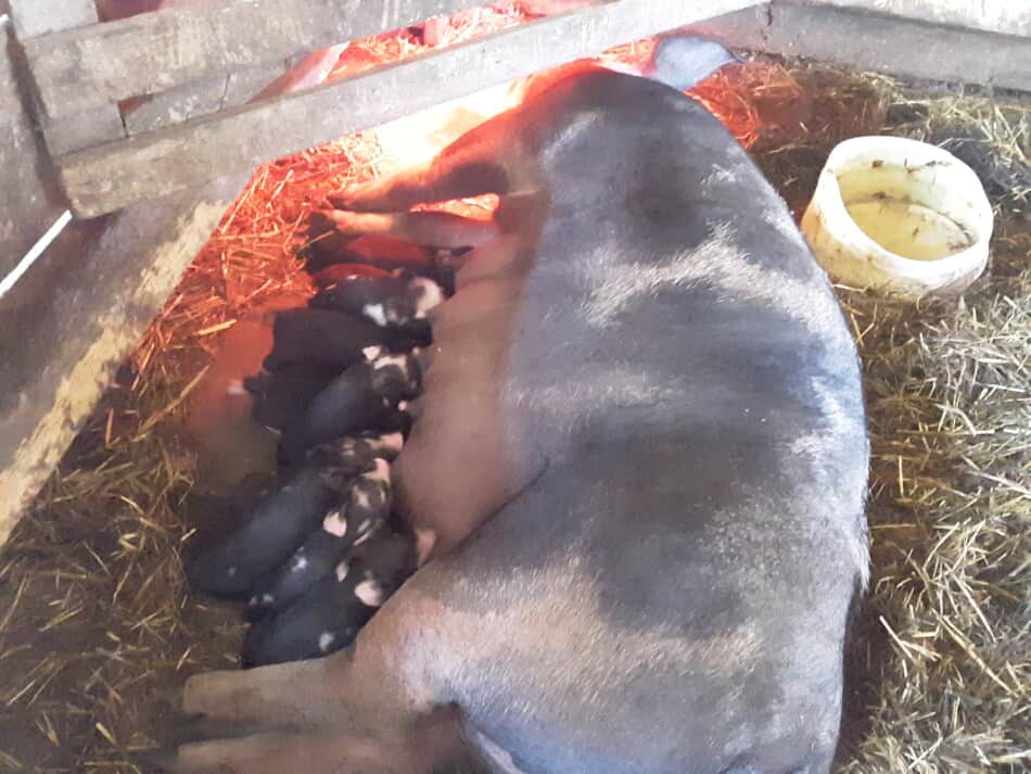 black sow nursing her newborn piglets