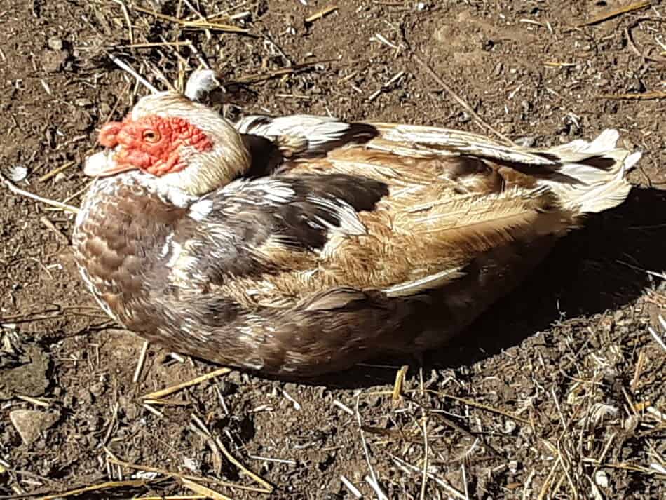 Muscovy drake pre molt