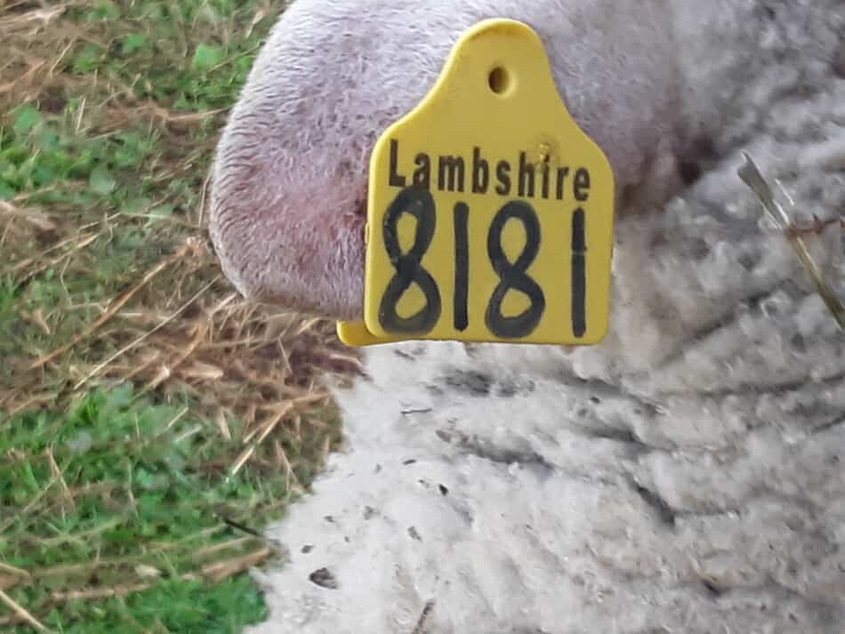 ram tag with handwritten numbers