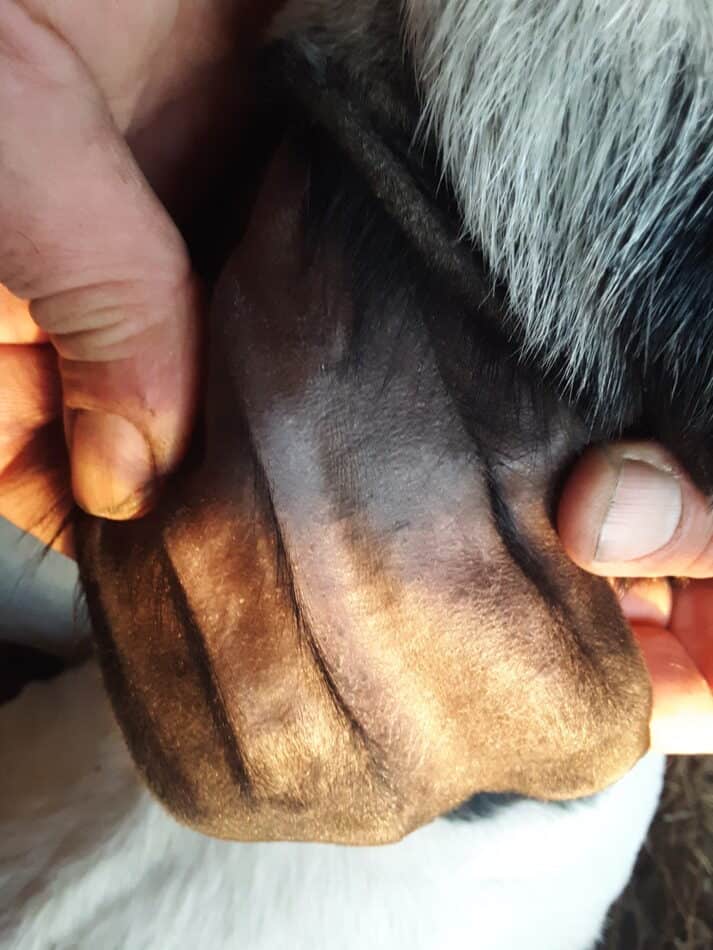 unreadable tattoo on goat ear