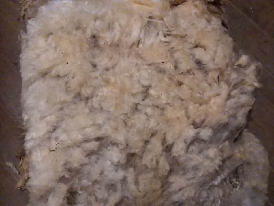 raw wool fleece, white