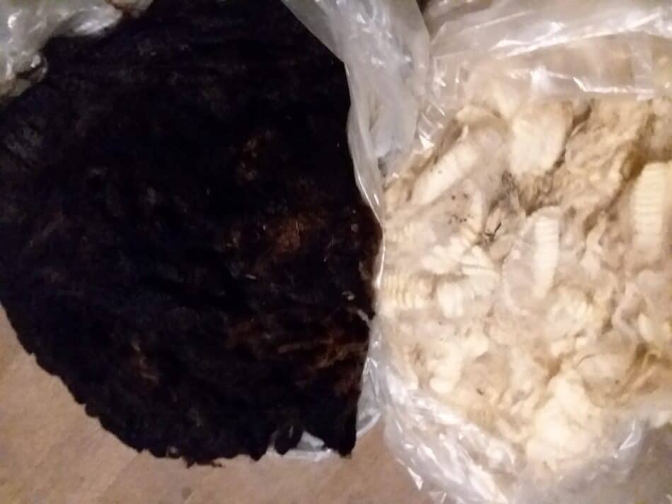 a naturally colored and a white fleece shown side by side