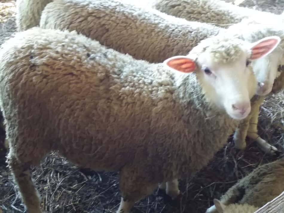 weaned lambs that were raised as bottle babies