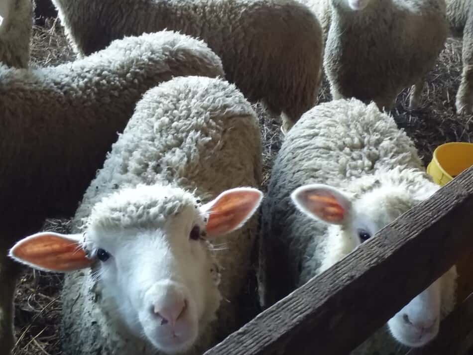 older bottle lambs looking over a gate