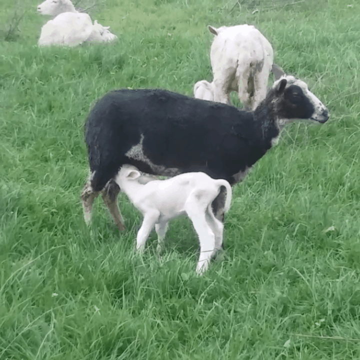 first time lamber with her newborn lamb, she is mostly black, lamb is all white