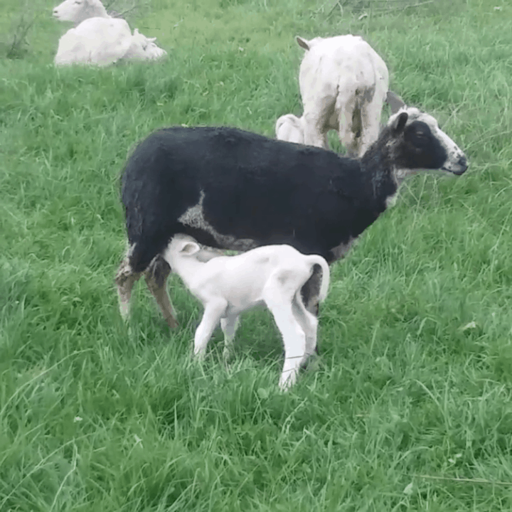 How Much Land Do I Need To Raise Sheep Family Farm Livestock