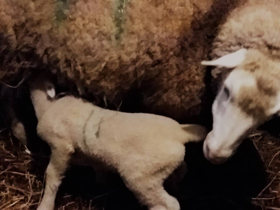 ewe with newborn nursing