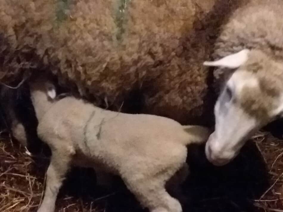 ewe with new lamb nursing