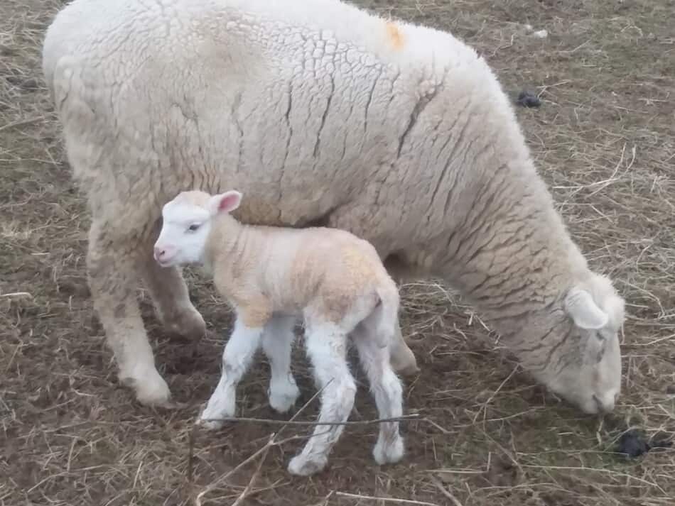 new lamb with mom