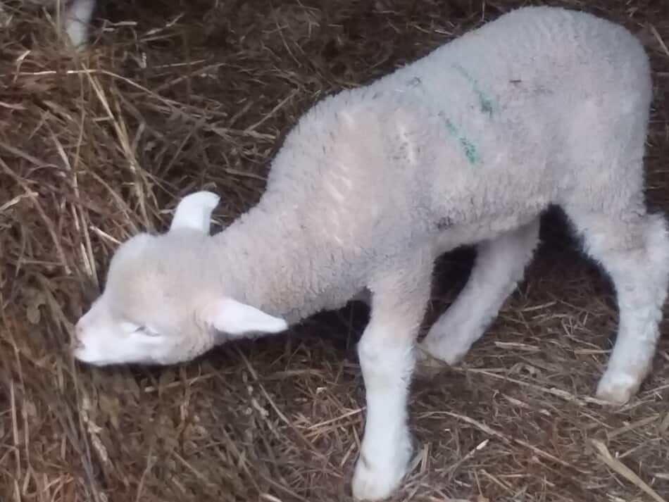 lamb eating hay
