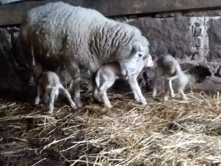 8 Signs That Your Sheep Is About To Give Birth
