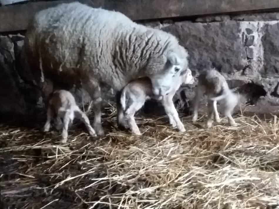 ewe with three lambs