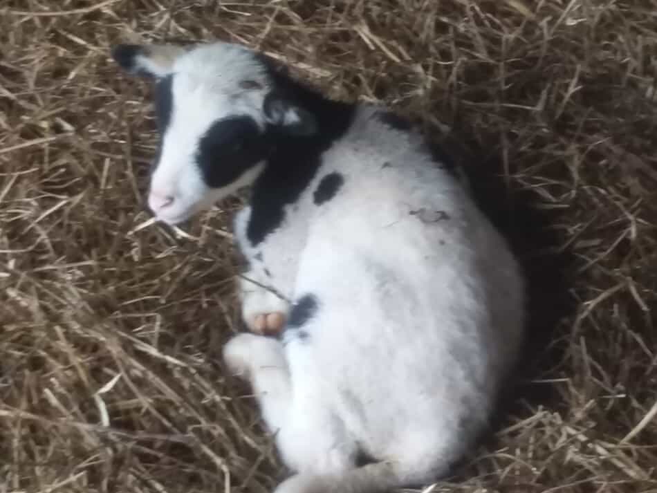 black and white lamb sitting in straw