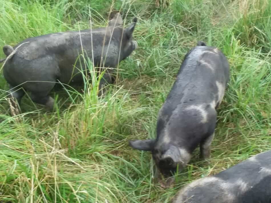 Porcs croisés Berkshire mangeant de l'herbe