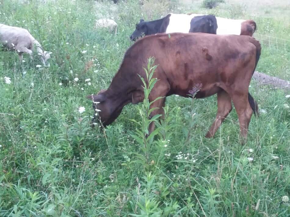 heifer and two cows in pasture with sheep