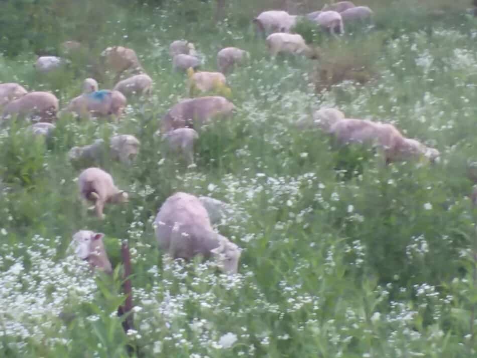 flock of white faced sheep in tall section of pasture