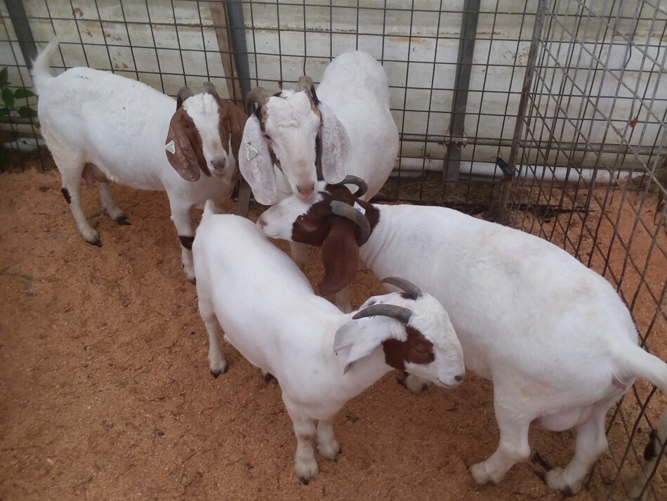 Boer goats at Danville auction