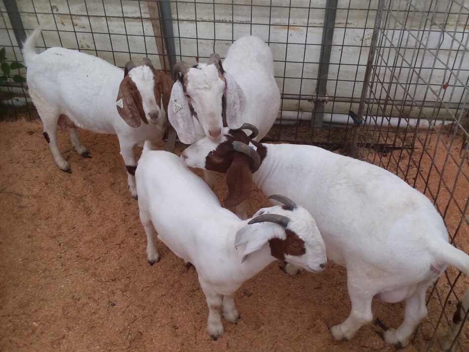 baby cows for sale in pakistan