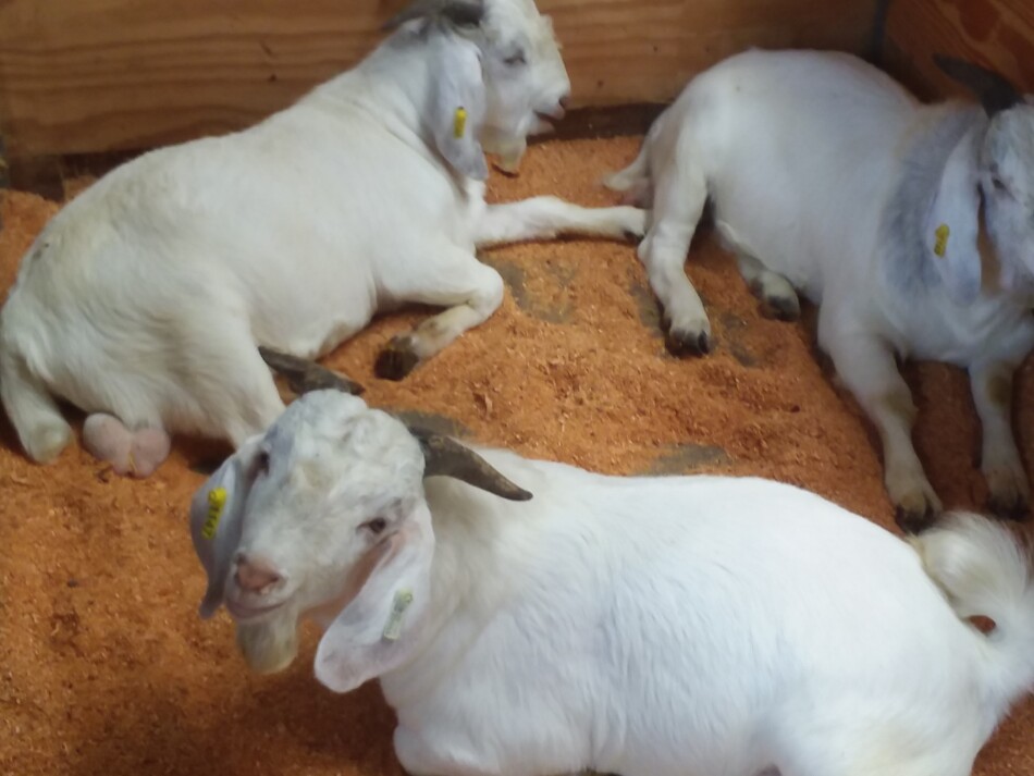 Savanna goat bucks at a sale