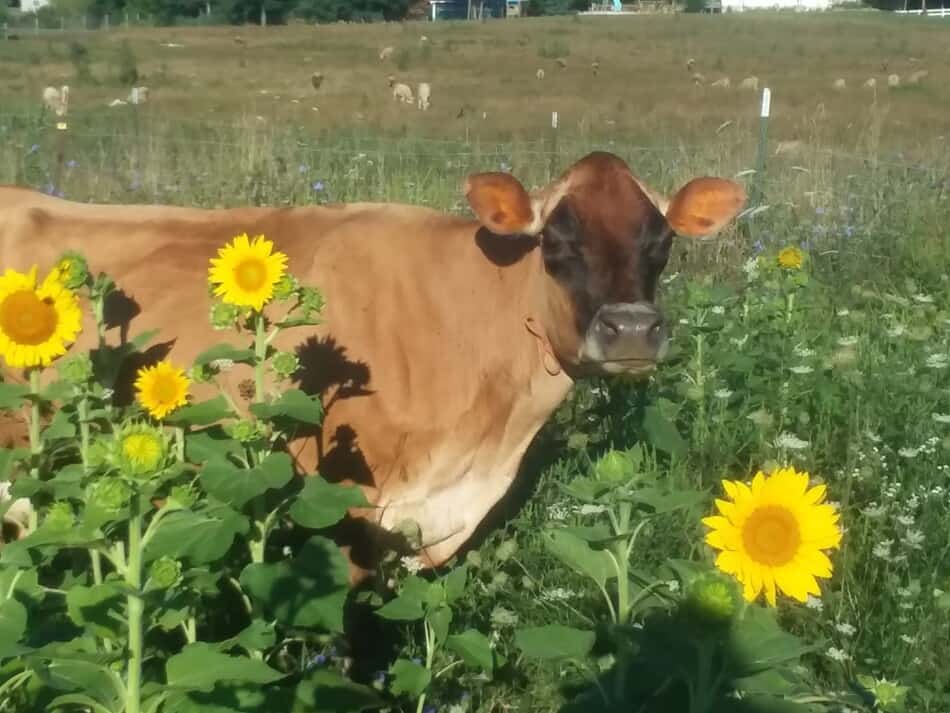 Jersey cow in sunflowers
