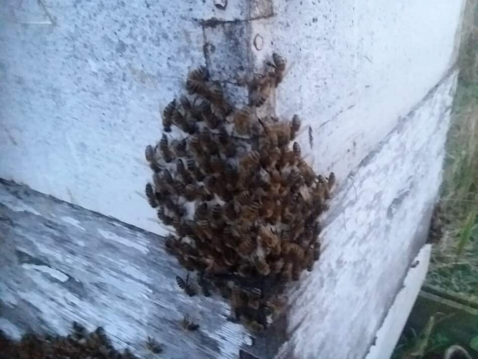 bees on exterior of hive
