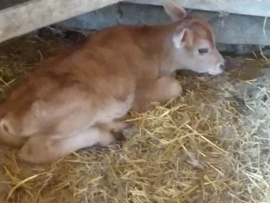 Jersey bottle calf sitting on straw bedding