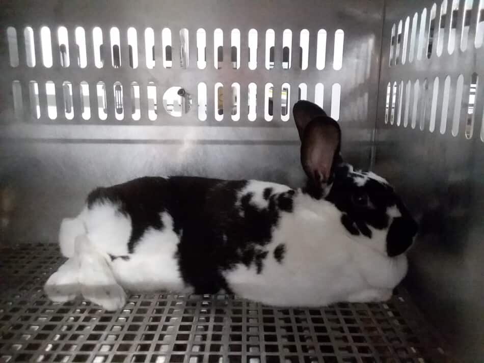 black and white rabbit resting in cage