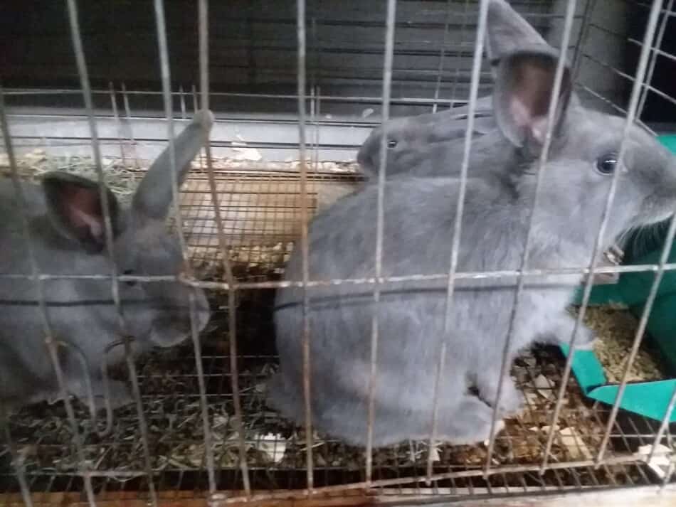 Rabbits, Blue New Zealand fryers at the fair