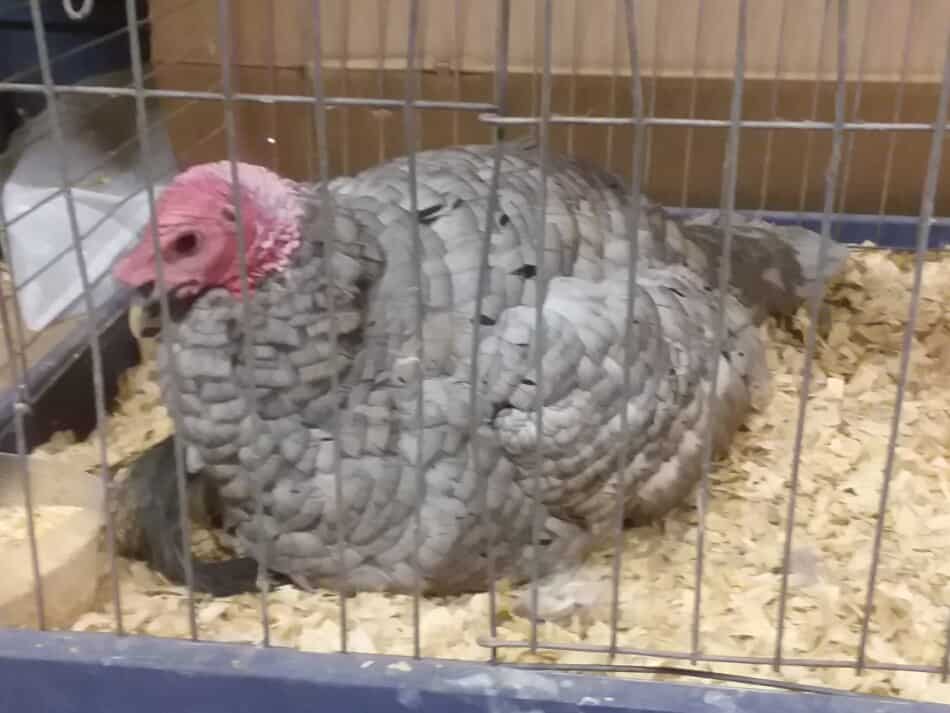blue slate turkey at the county fair