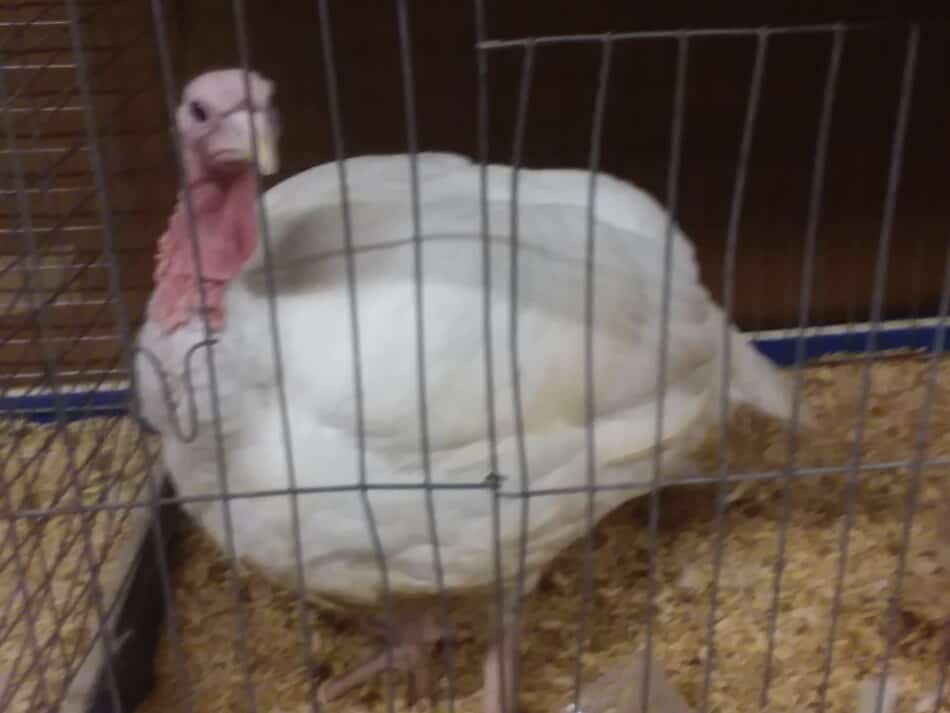 white turkey at the fair