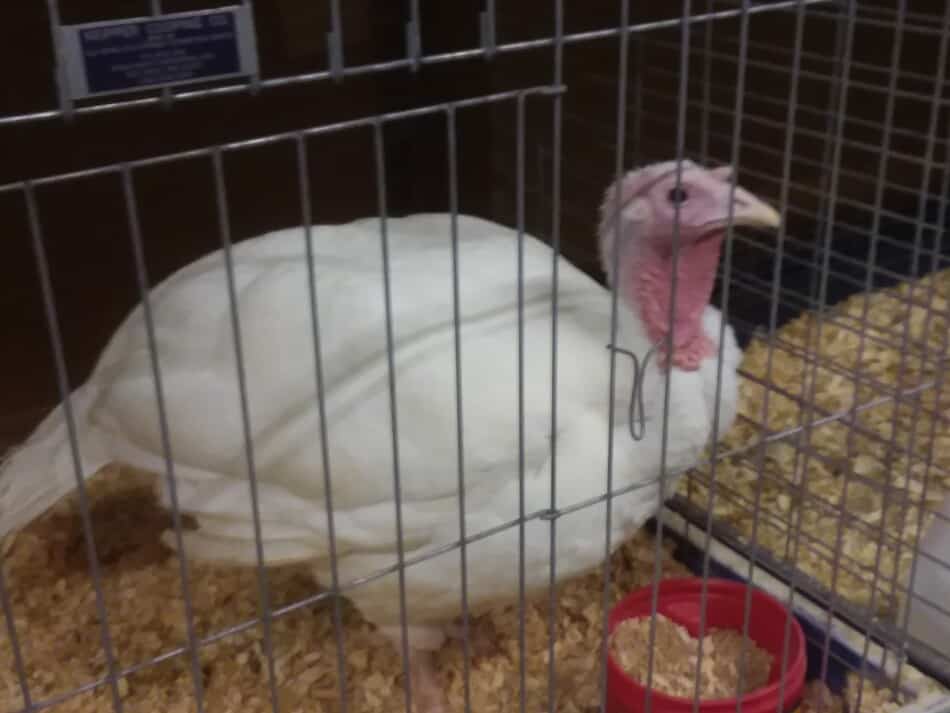 white turkey at the county fair