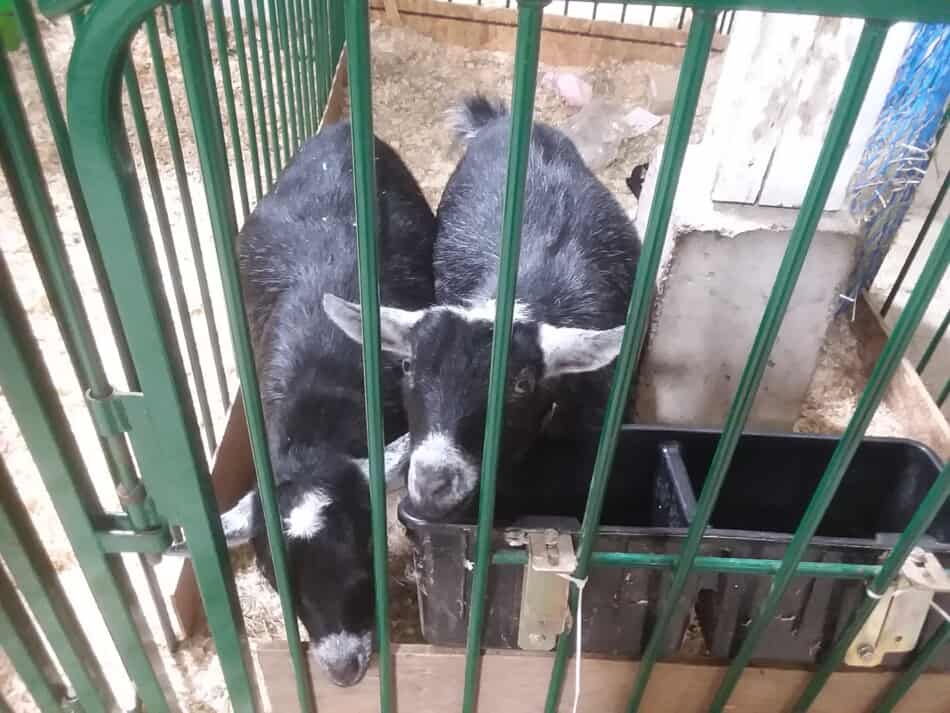 pygmy goats at the fair