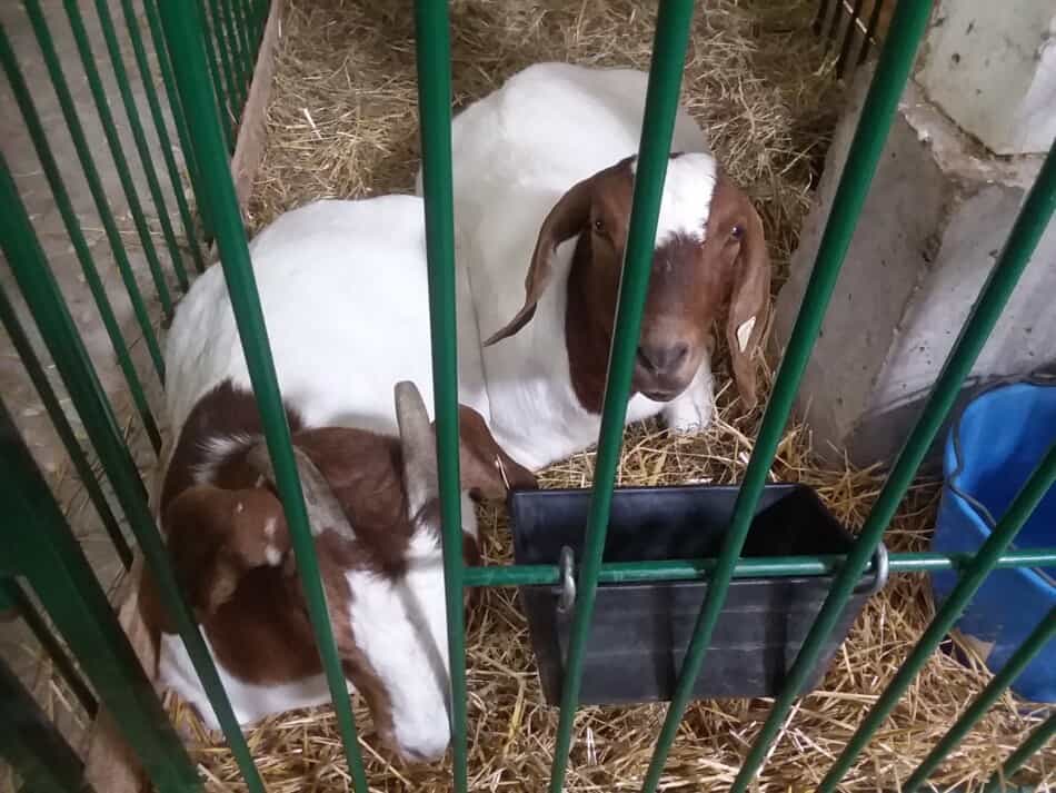 two Boer goats at the county fair