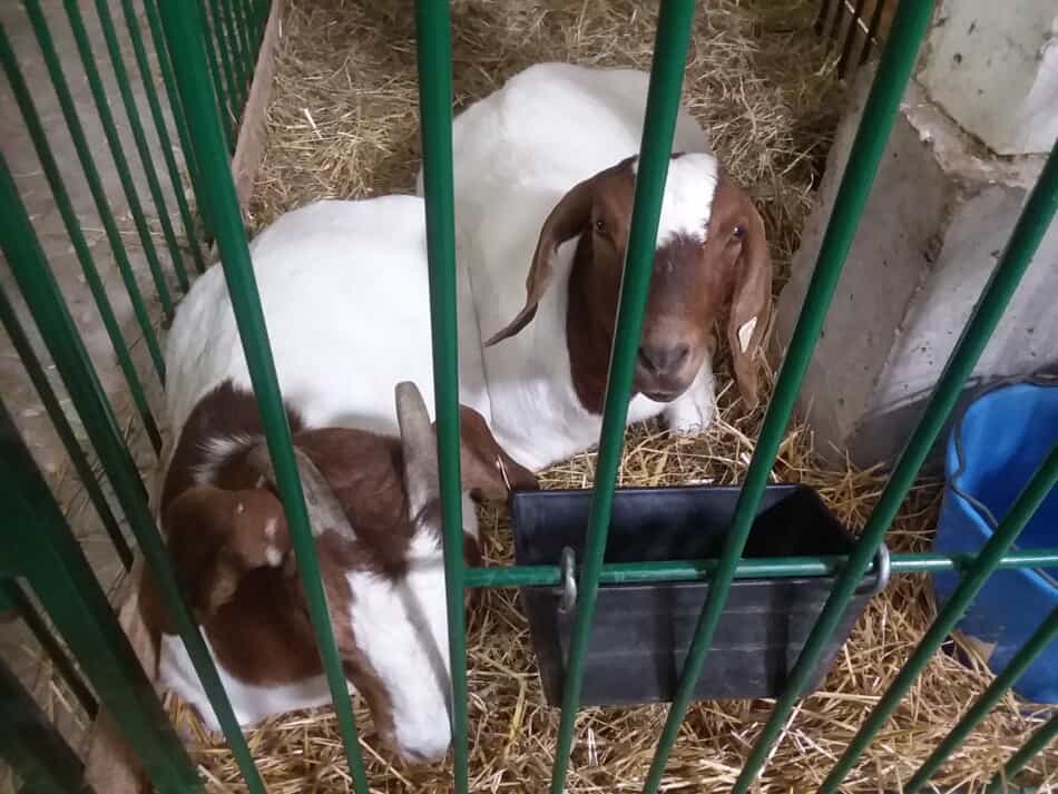 What Is The Current Selling Price For Goats? (Reading Market Reports