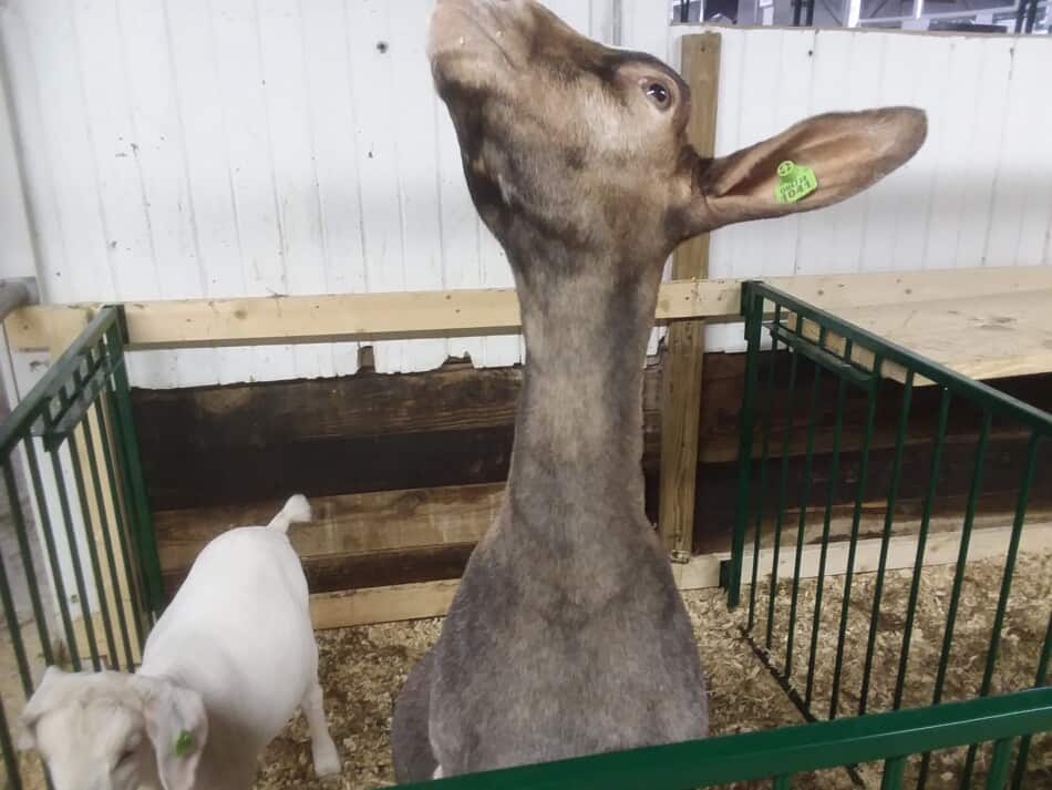 goat at county fair