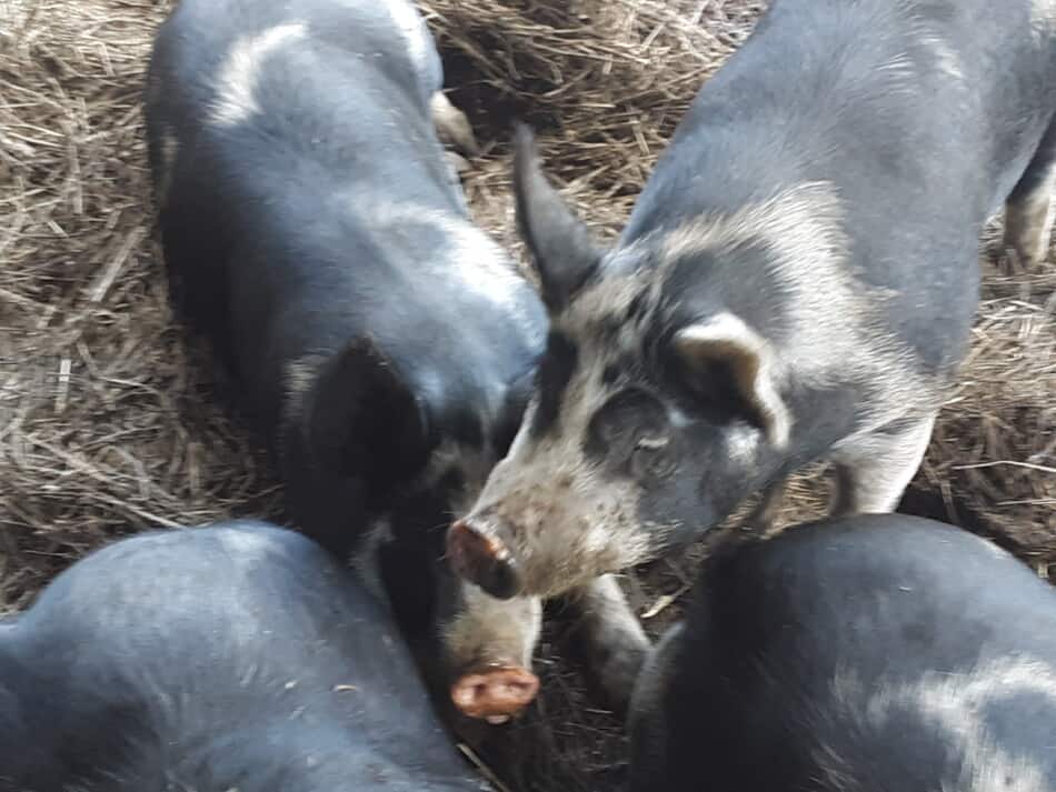 Berkshire cross pigs in straw bedding