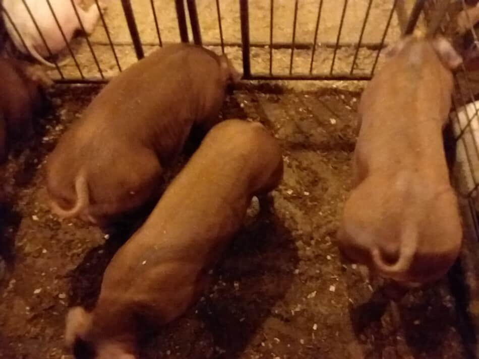 Duroc feeder pigs at the auction