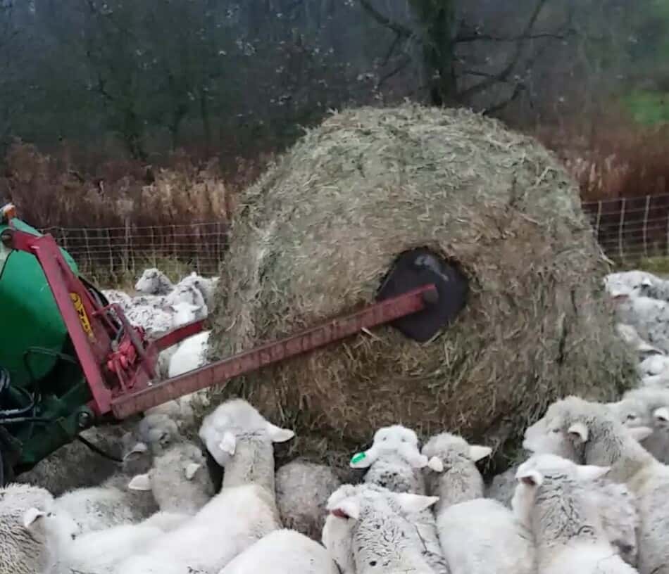 sheep eating a round bale of hay while it is on the unroller